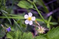 Wild strawberry flower in the forest on a blurred grassy background. Royalty Free Stock Photo