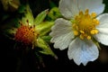 Wild strawberry flower, Fragaria vesca Royalty Free Stock Photo