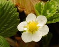 Wild strawberry flower - Fragaria vesca Royalty Free Stock Photo