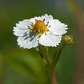 Wild strawberry flower, Fragaria vesca Royalty Free Stock Photo