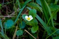 Wild strawberry flower in the grass