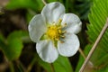 Wild strawberry flowers blooming in the wild garden. Fruit of alpine strawberry are a delicious treat - Fragaria vesca Royalty Free Stock Photo