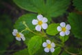 Wild strawberry flowers blooming in the wild garden. Snow-white wild strawberry flowers against a background of green leaves Royalty Free Stock Photo