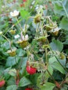 Wild strawberry flowers, green and red berries Royalty Free Stock Photo