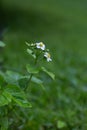 Wild strawberry flowers on the lawn Royalty Free Stock Photo