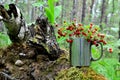 Wild strawberry in the forest. Bouquet of fresh wild strawberries on a background of green leaves and trees in the wildlife. Sweet Royalty Free Stock Photo