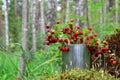 Wild strawberry in the forest. Bouquet of fresh wild strawberries on a background of green leaves and trees in the wildlife. Sweet Royalty Free Stock Photo