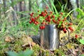 Wild strawberry in the forest. Bouquet of fresh wild strawberries on a background of green leaves and trees in the wildlife. Sweet Royalty Free Stock Photo