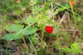 Wild strawberry in the forest