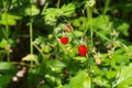 Wild strawberry in the forest