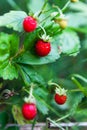 Wild strawberry in the forest