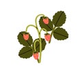 Wild strawberry, forest red berries growing on stem with leaf. Ripe fruits and leaves on woods plant. Fresh healthy