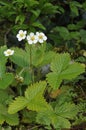 Wild Strawberry Royalty Free Stock Photo