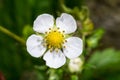 Wild Strawberry Flower Royalty Free Stock Photo