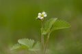 Wild strawberry (Fragaria vesca) in bloom. Wild strawberry flowers macro, blurred background. Royalty Free Stock Photo