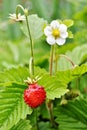 Wild strawberry. Fragaria vesca.