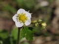 Wild Strawberry Royalty Free Stock Photo