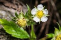 Wild Strawberry Flower and Developing Fruit Royalty Free Stock Photo