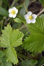 Wild Strawberry Royalty Free Stock Photo