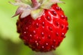 Wild Strawberry - Fragaria vesca Royalty Free Stock Photo