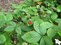 Wild strawberry, Fragaria vesca Royalty Free Stock Photo