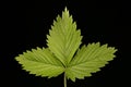 Wild Strawberry (Fragaria vesca). Leaf Closeup Royalty Free Stock Photo