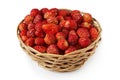 Wild strawberry Fragaria vesca