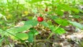 wild strawberry fruits grow in forest. Picking strawberries in wood Royalty Free Stock Photo