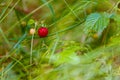 Wild strawberry in green grass macro view Royalty Free Stock Photo