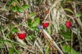 Wild strawberry growing in forest Royalty Free Stock Photo