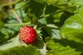 Wild strawberry growing in forest Royalty Free Stock Photo