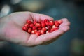 Wild strawberry in hand. selective focus