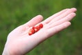 Wild strawberry hand full of wild strawberries Royalty Free Stock Photo