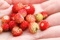 Wild strawberry hand full of wild strawberries Royalty Free Stock Photo