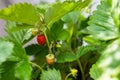 wild strawberry hanging in the garden