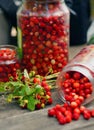 Wild strawberry harvest