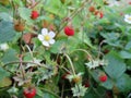 Wild strawberry flowers, green and red berries Royalty Free Stock Photo