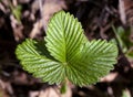 Wild strawberry leaves in spring