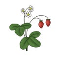 Wild strawberry with little red berries and white flowers and green leaves isolated on white. Forest plant with stem Royalty Free Stock Photo