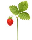 Wild strawberry macro Royalty Free Stock Photo