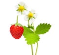 Wild strawberry macro Royalty Free Stock Photo