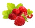 Wild strawberry macro Royalty Free Stock Photo