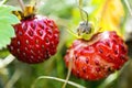 Wild strawberry macro Royalty Free Stock Photo