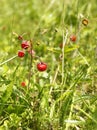 Wild strawberry in the meadow Royalty Free Stock Photo