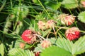 Wild strawberry. Natural strawberry. Ripe red wild strawberry field on a sunny day Royalty Free Stock Photo