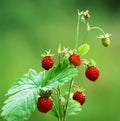 Wild strawberry in nature Royalty Free Stock Photo