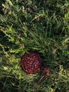 Wild strawberry picking