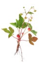 Wild Strawberry Plant Royalty Free Stock Photo
