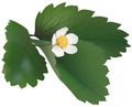 Wild Strawberry Plant Royalty Free Stock Photo