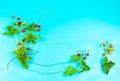 Wild strawberry plant as a whole on a turquoise background